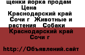 щенки йорка продам › Цена ­ 10 000 - Краснодарский край, Сочи г. Животные и растения » Собаки   . Краснодарский край,Сочи г.